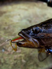 Крючок офсетный  Рыболовная империя Fish_Emp OFFSET Size 2 0
